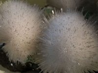 apophyllite-photo-5