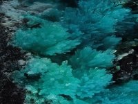 chrysocolle-photo-12