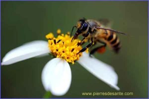 Climat: les abeilles déboussolées par la nouvelle odeur des fleurs
