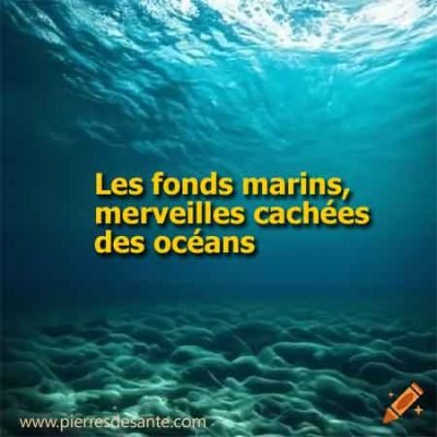Les fonds marins, merveilles cachées des océans