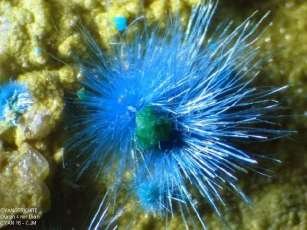 cyanotrichite